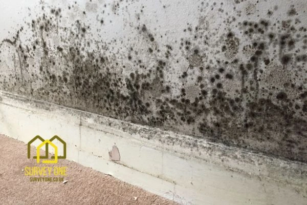 What’s the First Step to Take When You Notice Damp on a Party Wall Bolton?